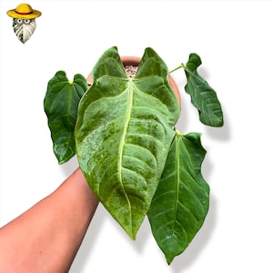 May include: A close-up of a green Anthurium plant with large, textured leaves. The plant is in a terracotta pot. The leaves have prominent veins and a glossy appearance, suggesting recent watering. The plant is held by a person.