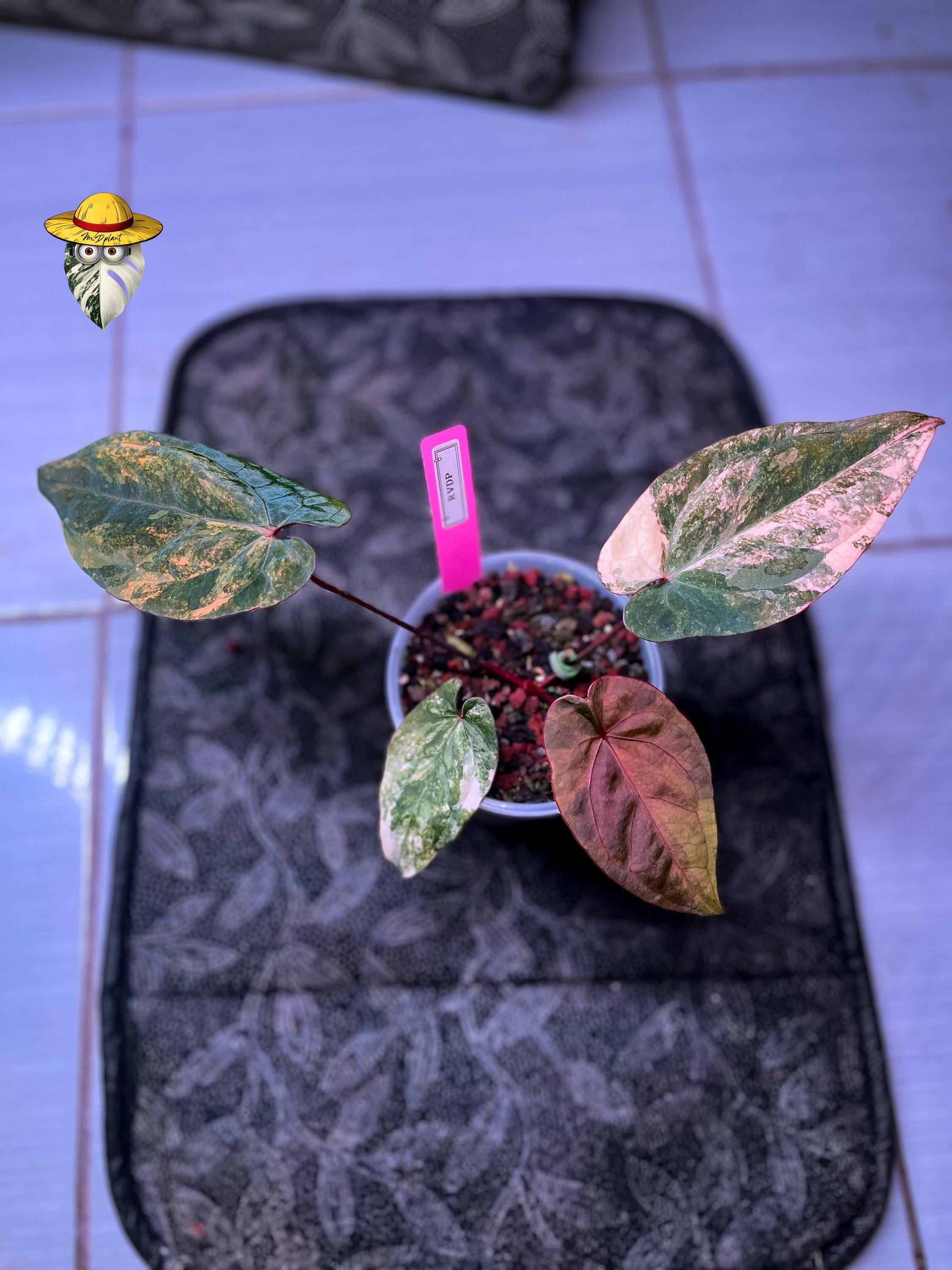 Anthurium dark phoenix - Etsy 日本