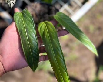 Anthurium Villenaorum X Warocqueanum levende plant - zeldzame verzamelaarsaroïde, echte foto