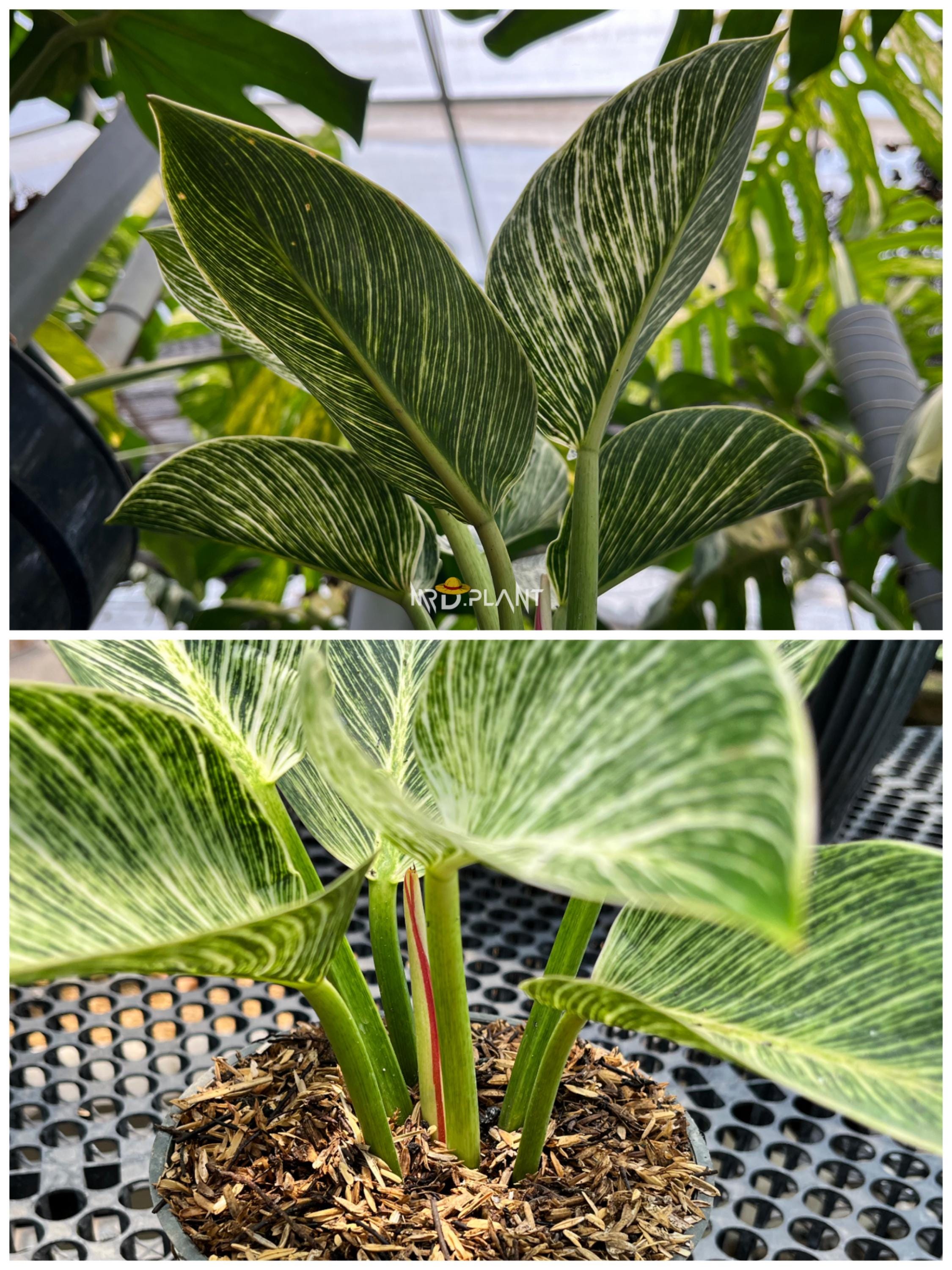 フィロデンドロン・バーキン – 斑入り観葉植物 | お手入れ簡単な熱帯