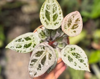 Anthurium Silver Shield / Foto de referencia / Gemas ultra raras en Aroid / Planta tropical rara