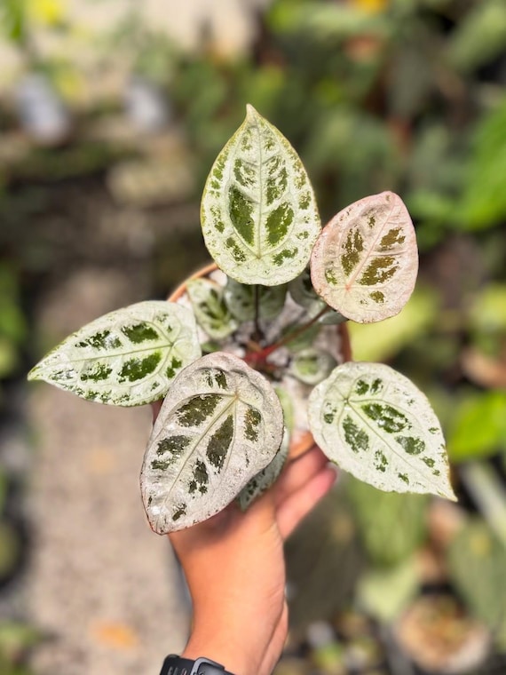 Anthurium Red Diamond Shield | Reference Photo | Ultra Rare Gems