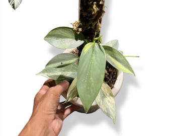 Philodendron Silver Sword Hastatum Variegated Live Plant (Real Photo)