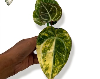 Anthurium Raven's Heart Seedling - Etsy India