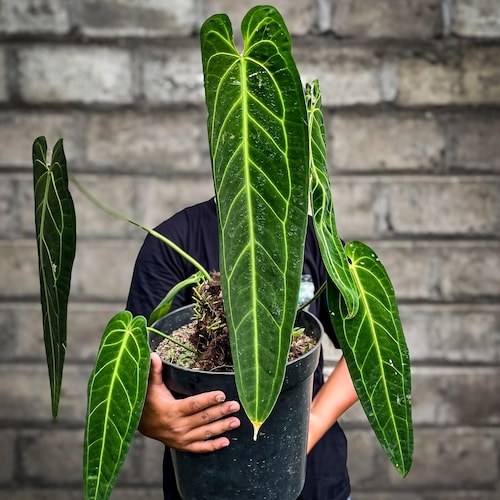 Monstera Siltepecana Variegated | Real Picture | Rare Climbing