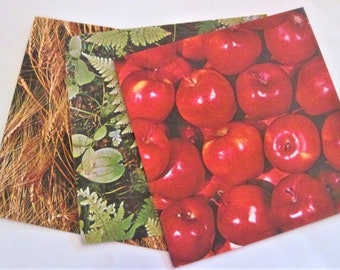 Vintage Wrapping Paper - Photoreal Natural Curated Set Gift Wrap - Hallmark - Ferns Apples Wheat