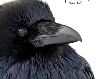 Common Raven Portrait Wall Art, Grand Tetons Print