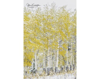 Snowy Aspen Trees Wall Art, Colorado Rocky Mountains Print