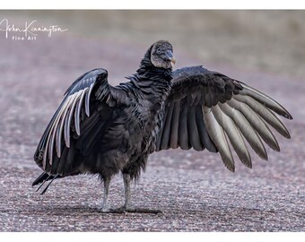 Black Vulture Photo, Florida Wall Art