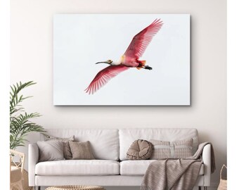 Roseate Spoonbill Photo, Florida Wall Art