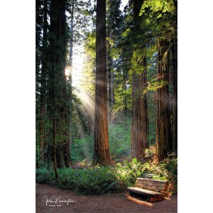 May include: A scenic photograph of a redwood forest with tall trees and sunlight streaming through the canopy. A wooden bench sits on a path in the foreground. The image is signed by John Karrinton.