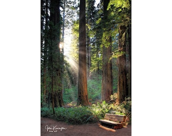 Redwood Forest Morning Sun Photo, California Wall Art