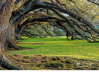 Oak Alley Plantation Tree Tunnel Photo, Louisiana Live Oak Print