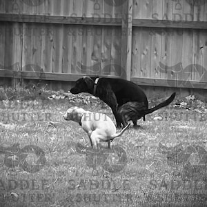 Black and White Dog Photograph - Bathroom Decor
