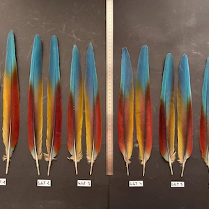 Puede incluir: Doce plumas de guacamayo dispuestas en seis pares etiquetados de GGT 1 a GGT 6, con un degradado de azul, amarillo y rojo. Una regla metálica vertical está situada en el centro, mostrando medidas en centímetros hasta 50 cm de longitud.