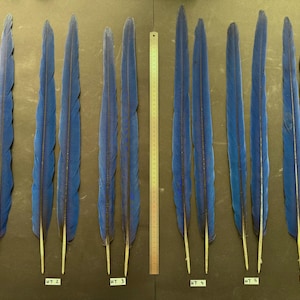 Könnte beinhalten: Zwölf lange, leuchtend blaue Ara-Federn, angeordnet in sechs Paaren, beschriftet mit HT 1 bis HT 6. Ein vertikales Metalllineal in der Mitte zeigt Maße in Zentimetern, wobei die Federn eine Länge von etwa 30 bis 40 cm erreichen.