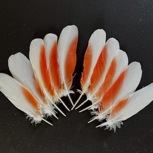 Può includere: Dieci piume bianche con una striscia arancione centrale, disposte a semicerchio. Le piume, dalla texture delicata, risaltano su uno sfondo nero. Le basi delle piume sono soffici e bianche, creando un contrasto sorprendente.