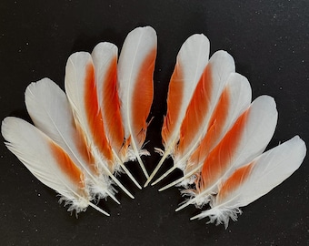 RARE Selected Cockatoo Parrot Feathers Set 10pcs - 5 Matched Pairs