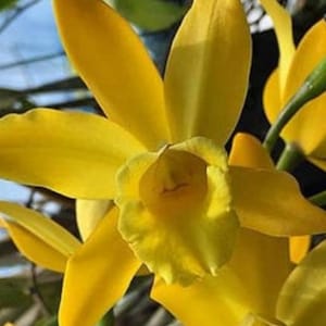 May include: Close-up of a vibrant yellow orchid flower with multiple petals. The flower has a prominent center and is surrounded by other yellow blooms and green stems. The petals have a smooth texture.
