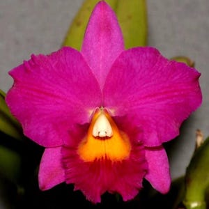 May include: Close-up of a vibrant orchid flower with deep magenta petals and a bright yellow and white center. The flower's ruffled edges and intricate details are visible against a blurred green background, showcasing the beauty of nature.