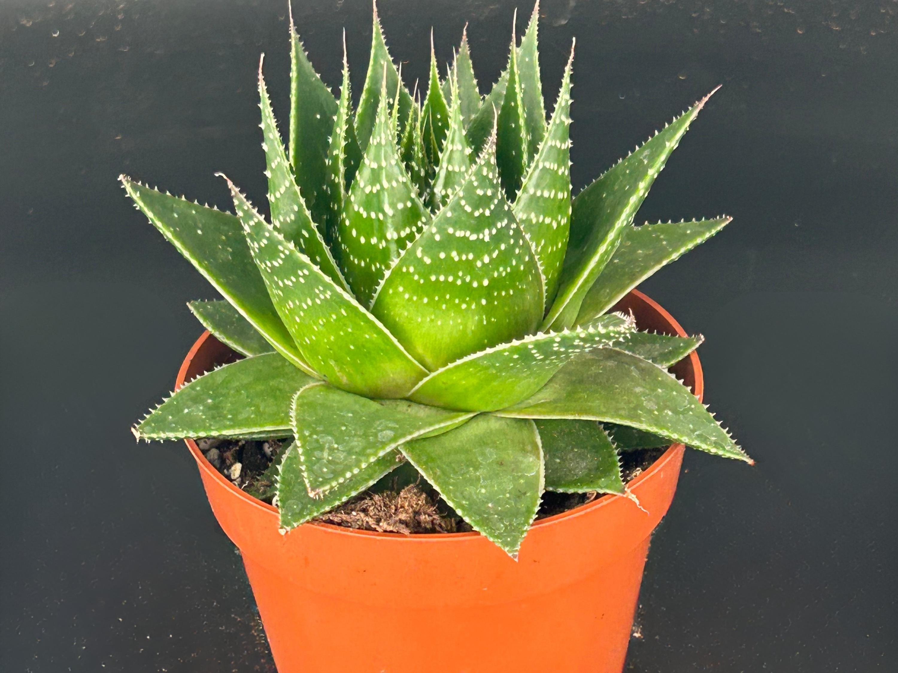 Gasteraloe - Etsy 日本