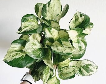 RARE Harlequin Manjula Pothos Cutting: White Variegation, Easy Grow