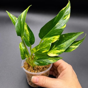 May include: A variegated pothos plant with glossy, heart-shaped leaves featuring shades of dark green and bright yellow. The plant is potted in a clear plastic cup filled with brown sphagnum moss, showcasing its vibrant foliage and healthy stems.