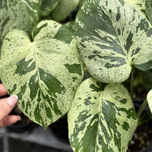 Variegated Monstera Tissue Culture - Etsy