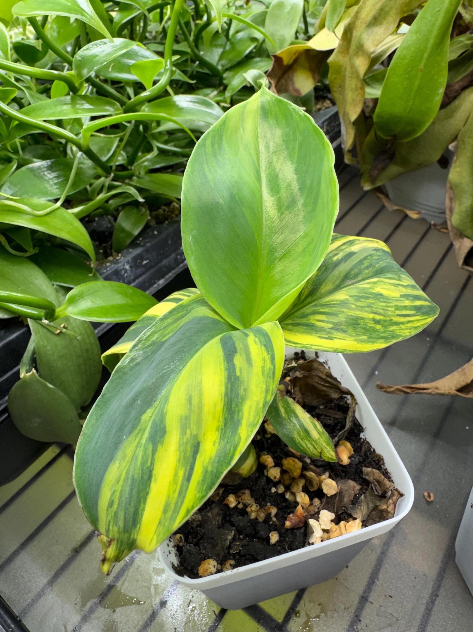 d*y様 Musa Yellow'Variegated'ムサイエローバリエガタ黄 Musa Yellow Variegated Banana - Etsy