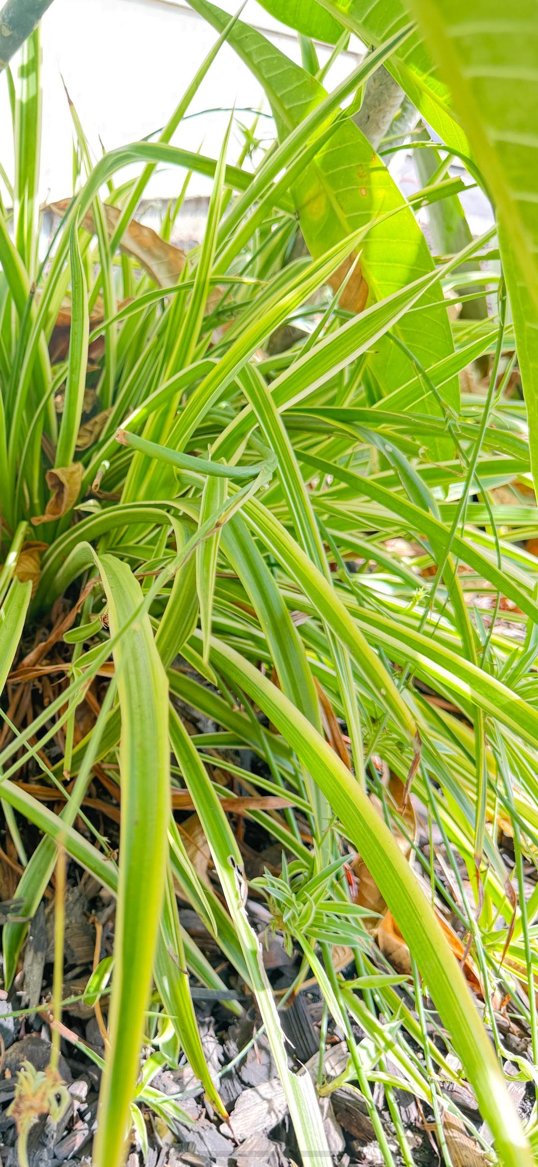 Howtobasic Reverse Plant Tree REVERSE SPIDER PLANT Reverse Cutting, White Variegation Cuttings ...