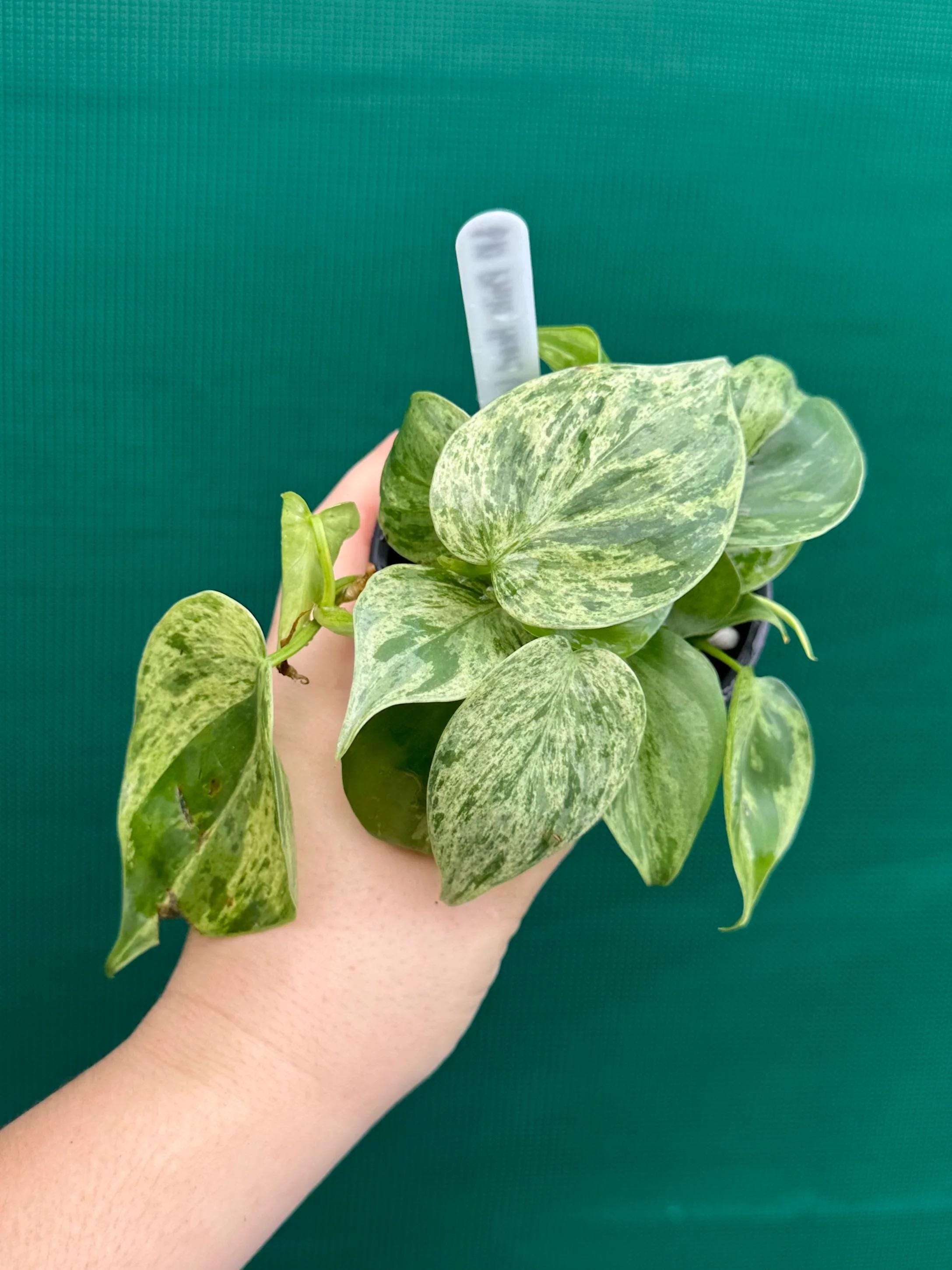 Neon Heartleaf Philodendron - Etsy