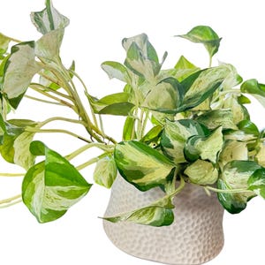 pothos terrarium 4