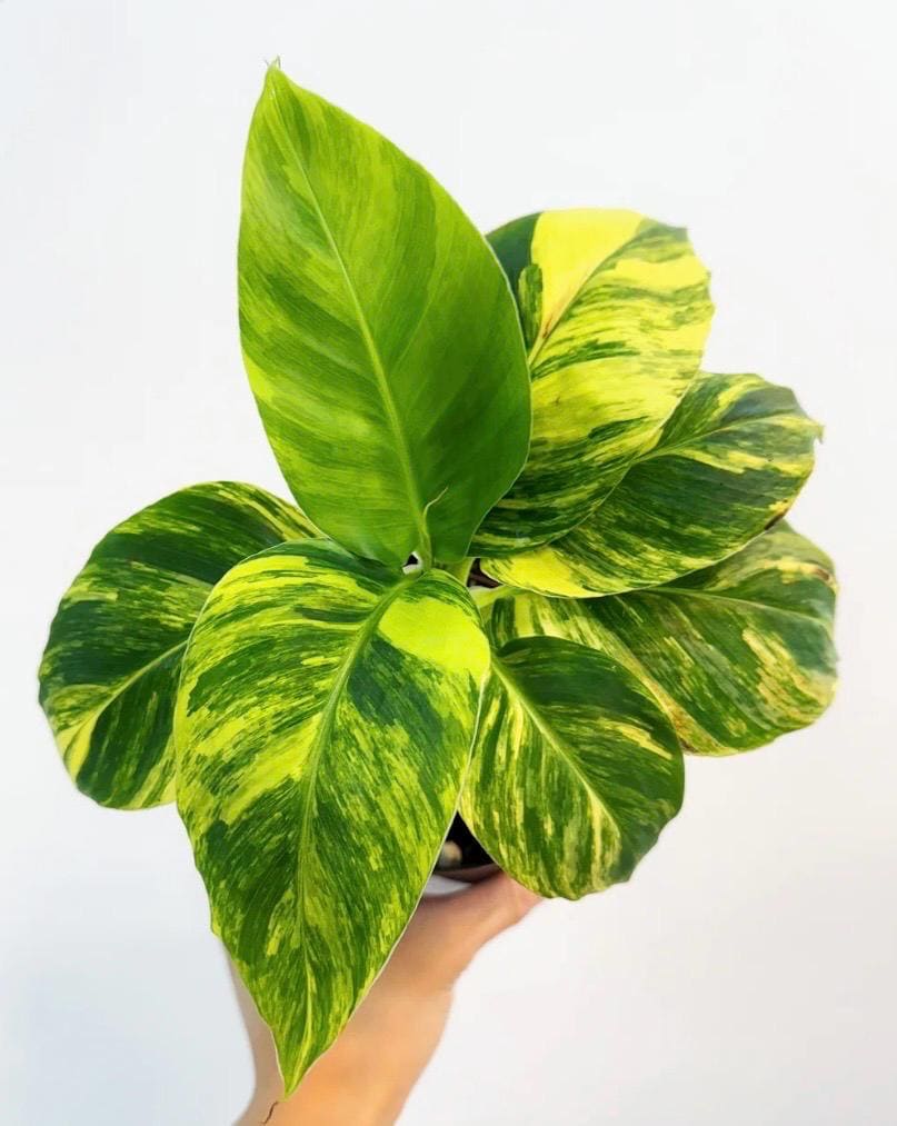 d*y様 Musa Yellow'Variegated'ムサイエローバリエガタ黄 Musa Yellow Variegated Banana - Etsy