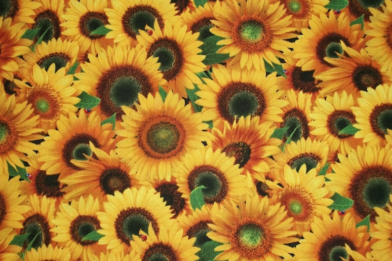 May include: A close-up of a fabric with a repeating pattern of yellow sunflowers. The sunflowers are in various stages of bloom, with some fully open and others still in bud. The fabric is a light yellow color with a subtle green background.