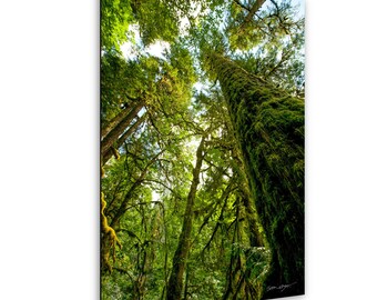 May include: A vertical photograph of a forest canopy, showing tall trees reaching upwards. The image is dominated by lush green foliage and moss-covered trunks, creating a sense of depth and natural beauty. Sunlight filters through the leaves, creating a dappled effect.