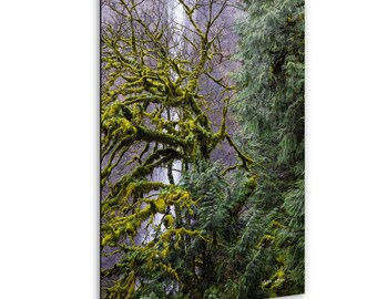 May include: A vertical photograph of a forest scene. A tree with moss-covered branches is in the foreground, with a waterfall visible in the background. The tree's moss is a vibrant green, contrasting with the darker green of the evergreen trees.