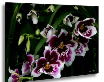 Peut inclure: Gros plan sur une composition d'orchidées vibrantes. Les fleurs présentent des centres violets foncés avec des bords blancs, créant un contraste saisissant. Des feuilles et des bourgeons verts entourent les fleurs, sur fond sombre. L'image capture la beauté délicate des orchidées.