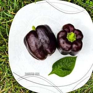 May include: Two dark purple bell peppers with green stems and a green leaf rest on a white plate with a decorative design. The plate sits on a bed of green grass. The text "INHERITED SEEDS" is printed on the plate.
