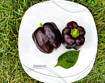 Heirloom Purple Beauty Bell Pepper Seeds: Sweet, Organic, Non-GMO