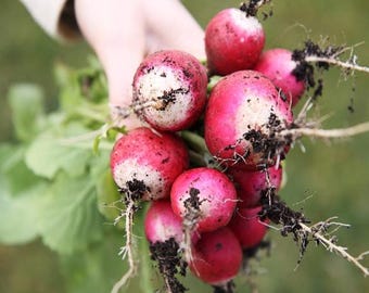 Sparkler Radish Seeds - Heirloom Red & White, Organic Non-GMO