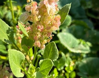 Heirloom Chukka Kura Seeds – Indian Sorrel (Rumex vesicarius) Tangy Leafy Green, Organic Non-GMO, Open-Pollinated