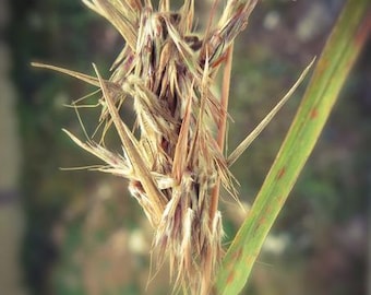 Heirloom West Indian Lemongrass Seeds: Tropical Culinary Herb, Organic Non-GMO