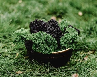 Dwarf Siberian Kale Seeds: Cold-Hardy Heirloom, Non-GMO