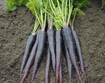 Heirloom Black Carrot Seeds: Rare, Organic, Non-GMO
