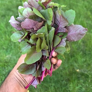 May include: A bunch of fresh amaranth leaves, held in a hand, with a mix of green and deep purple leaves. The stems are a vibrant magenta color. The background is a blurred green lawn.