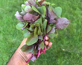 May include: A bunch of fresh amaranth leaves, held in a hand, with a mix of green and deep purple leaves. The stems are a vibrant magenta color. The background is a blurred green lawn.