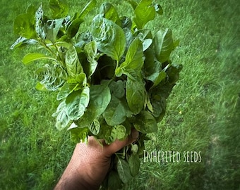 Heirloom Arai Keerai Seeds: Organic Amaranth Dubius, South Asian Greens