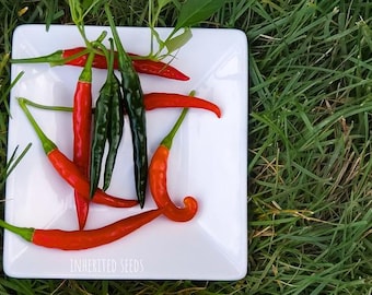Heirloom Korean Gochu Pepper Seeds: Dark Chili for Kimchi, Organic Non-GMO