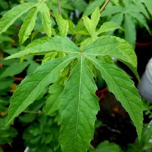 May include: Close-up of vibrant green leaves with a distinctive palmate shape, showcasing prominent veins and serrated edges. The leaves are part of a lush plant, with the text "INHERITED SEEDS" visible at the bottom. The image highlights the plant's natural beauty.