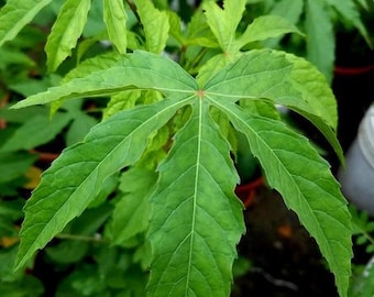 Heirloom Gongura Green Stem Seeds – Indian Roselle Sorrel, Organic Non-GMO, Hibiscus Sabdariffa